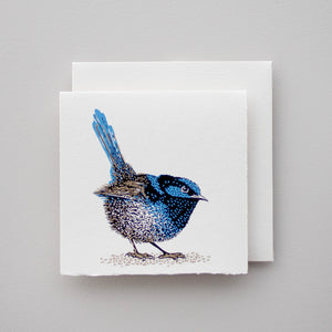 Fairy Wren