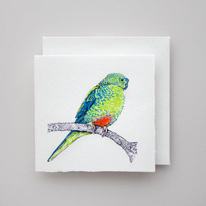 Orange-bellied Parrot